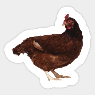 Chicken Sticker